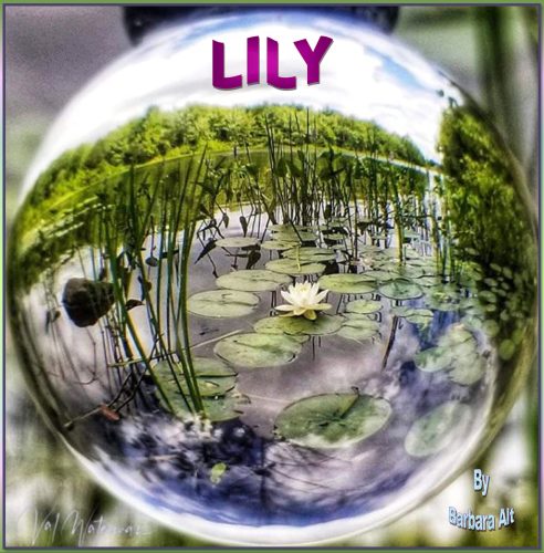 LILY-Cover.jpg